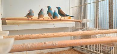 Astrilde testa azzurra