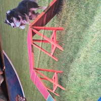 passerella agility cane 