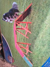 passerella agility cane 