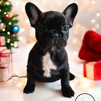 Bulldog francesi bouledogue cuccioli