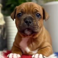 Staffordshire bull terrier cuccioli