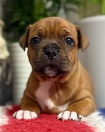 Staffordshire bull terrier cuccioli