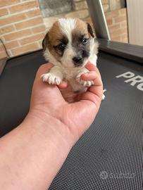 Batuffoli di maltipoo toy