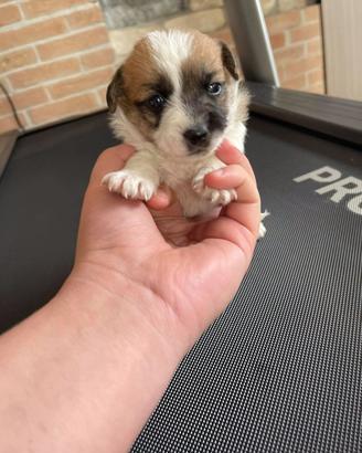 Batuffoli di maltipoo toy