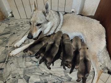 Cuccioli lupo cecoslovacco