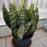 Sanseveria nana 