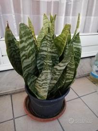 Sanseveria nana 