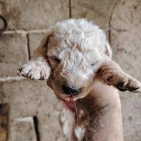 Cuccioli di Pastore Maremmano abruzzese