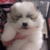 Volpino di pomerania