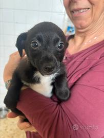 Cucciolo taglia piccola mix pinsher in adozione