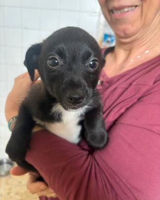 Cucciolo taglia piccola mix pinsher in adozione
