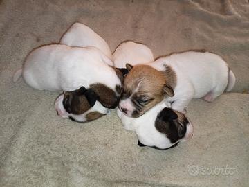 Jack russell cuccioli