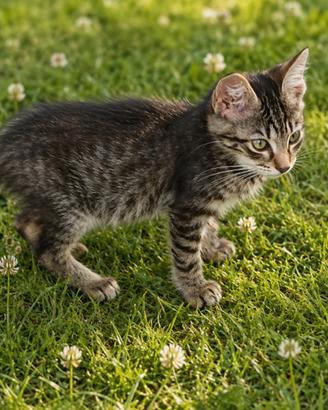Gattino Micio