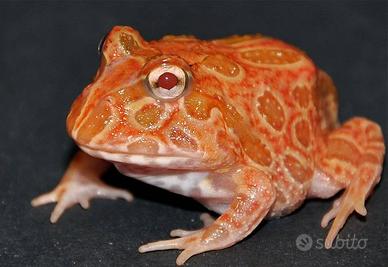 Rana Pacman strawberry