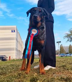 Cuccioli PASTORE di BEAUCE arlecchino in arrivo