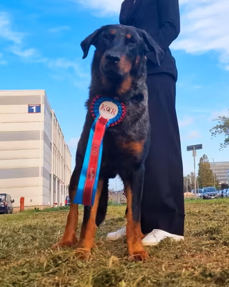 Cuccioli PASTORE di BEAUCE arlecchino in arrivo
