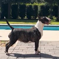 Cucciola Bull terrier standard