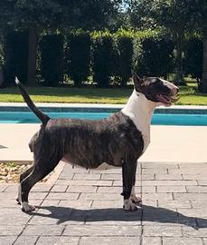 Cucciola Bull terrier standard