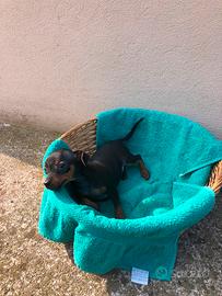 Cucciolo di Pinscher toy