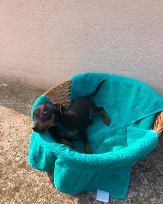 Cucciolo di Pinscher toy