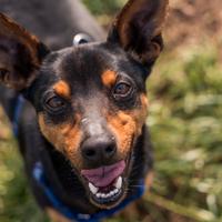 AMOS mix Pinscher