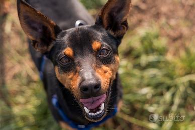 AMOS mix Pinscher