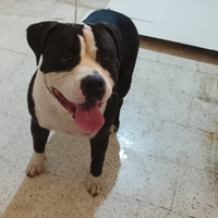 American bully xl per monta