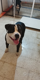 American bully xl per monta