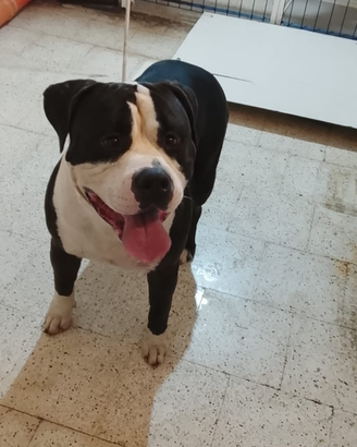 American bully xl per monta