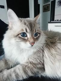 Cuccioli gattini siberiani Neva maqurade