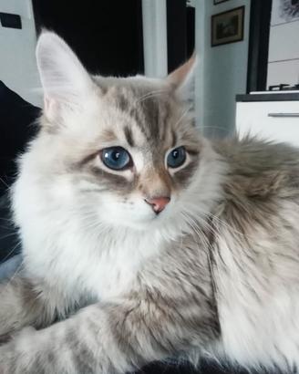 Cuccioli gattini siberiani Neva maqurade