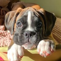 Boxer cuccioli