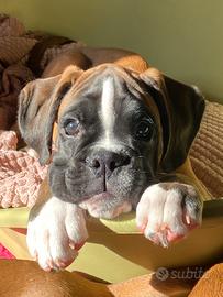 Boxer cuccioli