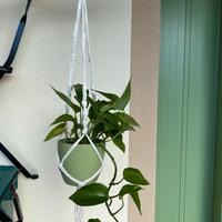 🌿 Porta Vaso in Macramè Bianco - 100% Cotone 🌿