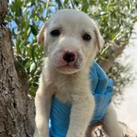 Adozione Rocky cucciolo bianco 1 mese tg med-grand