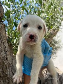 Adozione Rocky cucciolo bianco 1 mese tg med-grand