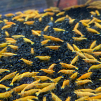 Neocaridine Yellow banana