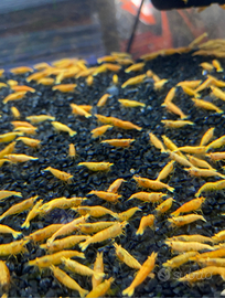 Neocaridine Yellow banana