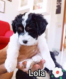 Cucciole di Maltipoo