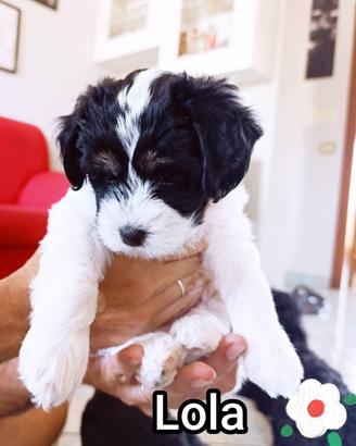 Cucciole di Maltipoo