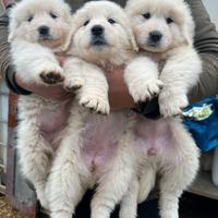 Cucciolo pastore abruzzese