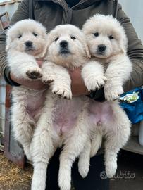 Cucciolo pastore abruzzese