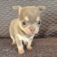 Chihuahua