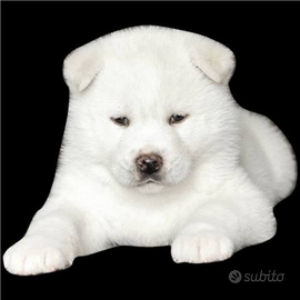 Akita inu con pedigree