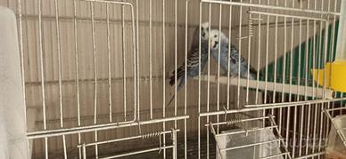 Coppia Pappagalli