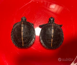 Tartarughe Chrysemys picta dorsalis con CITES