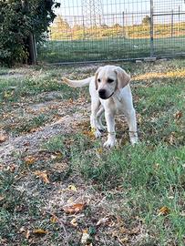 Cuccioli Labrador Retriever con pedigree
