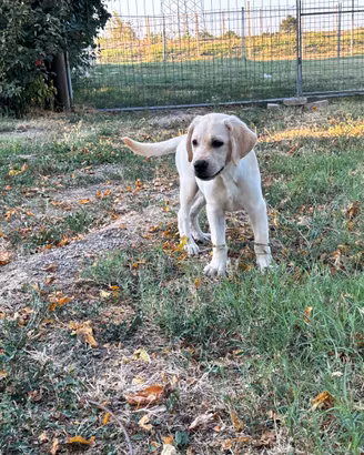 Cuccioli Labrador Retriever con pedigree