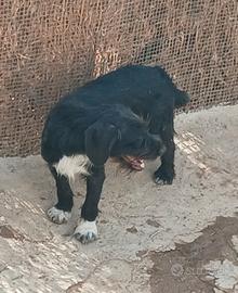 Segugia/Terriera "Caccia". 7 mesi