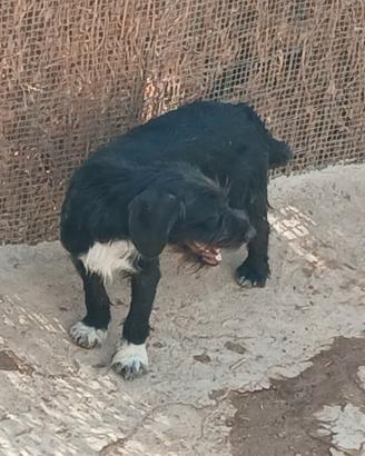 Segugia/Terriera "Caccia". 7 mesi